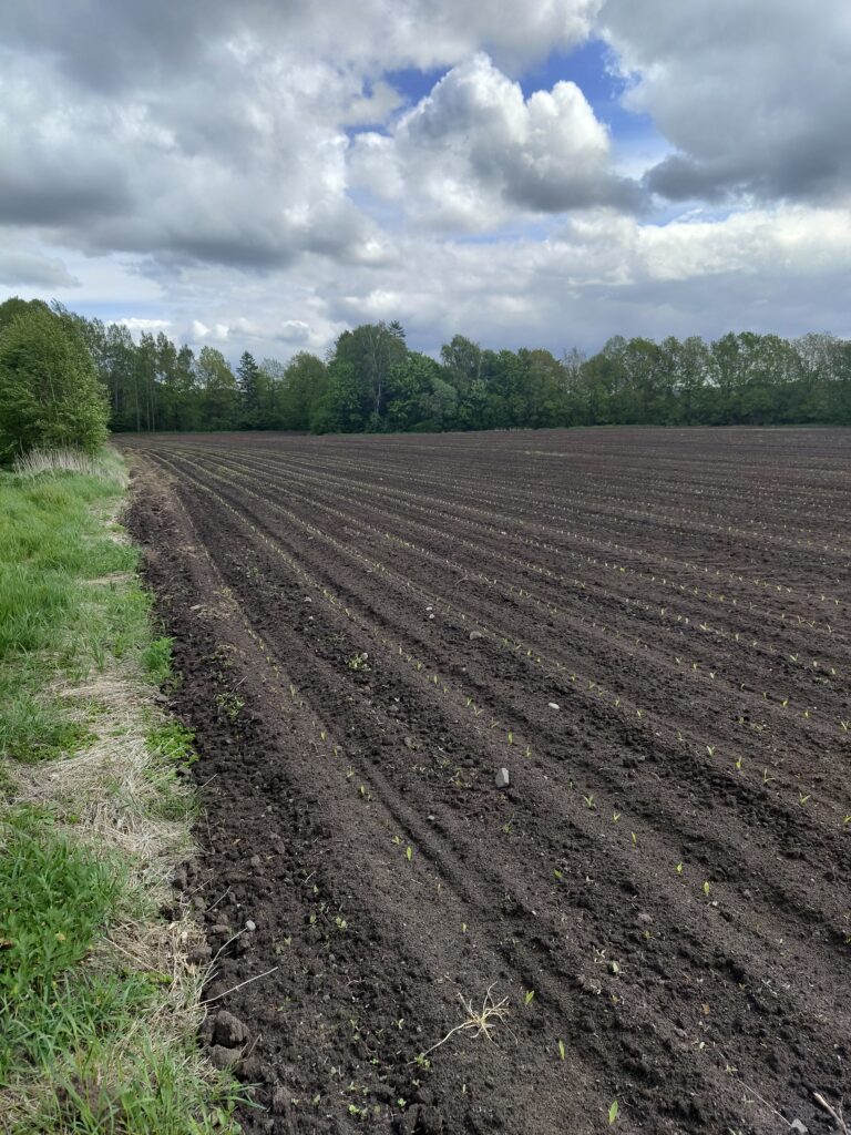 Majsen har börjat växa! 🌽